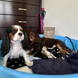 Cavalier King Charles Spaniel Puppies from The Cavi Pack