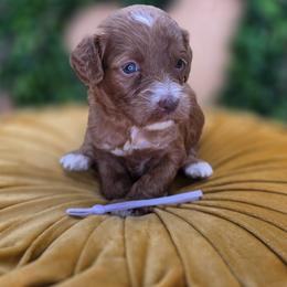 Thumper - Red  female Goldendoodle puppy in Decatur, Tennessee from Diamond's Doodles