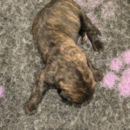 Female 2 - Tiger female Perro de Presa Canario puppy in Pocahontas, Illinois from Cabeza Grande Kennel