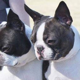 Boston Terriers from BoJenx Bostons