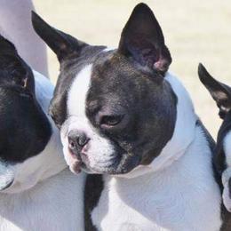 Boston Terriers from BoJenx Bostons