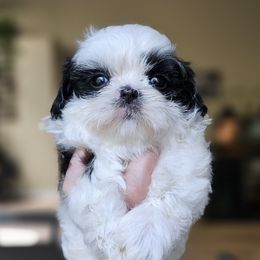 Batman - Black gold and white male Shih Tzu puppy in Fairfield County, Ohio from Wandering Tzu