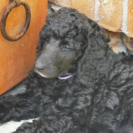 Poodle Puppies from Royal Dixie Poodles