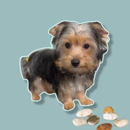 Linus (LKN062726-TdM) - Black and tan male Yorkshire Terrier puppy in Gatesville, Texas from KontryKritterz Yorkies