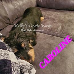 Caroline - Dachshund