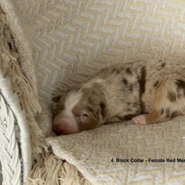Puppy 4 Black - Red merle female Australian Shepherd puppy in Avoca, Iowa from Danker Farms