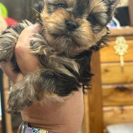 Edward - Black and tan male Yorkshire Terrier puppy in Tangipahoa County, Louisiana from Riche’ Louisiana Yorkies