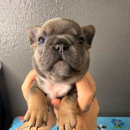 Girl 5 - Blue female French Bulldog puppy in Spanaway, Washington from Frog Faced Frenchies