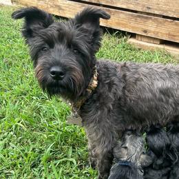 Birdie - Miniature Schnauzer