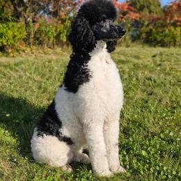 Minnie - Poodle