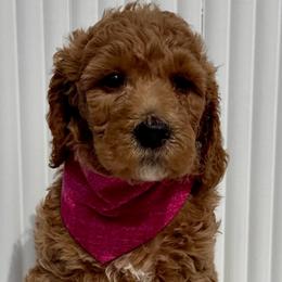 Dark Pink - Red  female Goldendoodle puppy in Newmanstown, Pennsylvania from Homespundoodles