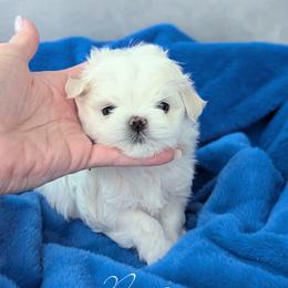 Maltese puppies from Bratpack Babydolls