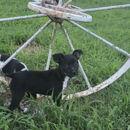 Fancy pants - Black white and tan female Rat Terrier puppy in Ft Smith, Arkansas from Live Wire Rat Terriers