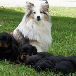 Rottweiler and Shetland Sheepdog Puppies from Mountain High Kennels