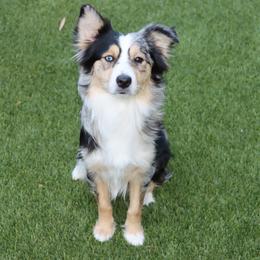 Nova - Miniature Australian Shepherd