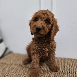 Green Boy - Red male Labradoodle puppy in Payson, Utah from Utah County Labradoodles