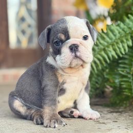 Prissy - Blue tri-color female Bulldog puppy in Ben Lomond, Arkansas from Miesha Carver's Bulldogs