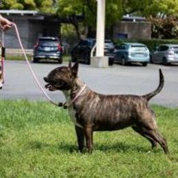 Annie - Bull Terrier