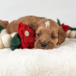 Smith - Red and white male Cockapoo puppy in Pledger, Texas from Sugarbear Cockapoos