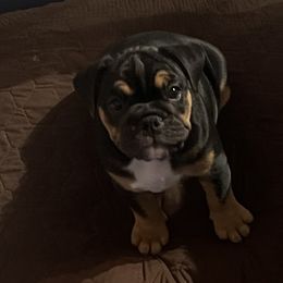 Bulldog puppies from BH Bulldogs