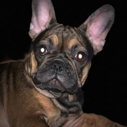 French Bulldogs from Mama’s Frenchie Babies