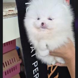 Blue - Cream parti male Pomeranian puppy in Burbank, Arizona from Twins Dream Poms