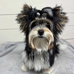 Sassy - Biewer Terrier