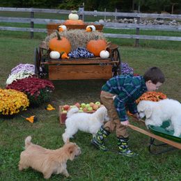 Poodle Puppies from D and D Standard Poodles