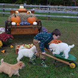 Poodle Puppies from D and D Standard Poodles
