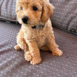 Wesley - Apricot male Poodle puppy in Buffalo, New York from Babbling Clear Brook Puppies
