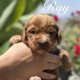 Sycamore Canyon's Ray - Caramel red male Australian Labradoodle puppy in Riverside, California from Sycamore Canyon Labradoodle
