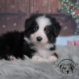 Zayn - Black tri-color male Australian Shepherd puppy in Fultonville, New York from Sandy Aussies & Pomeranians