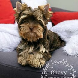 Yorkshire Terrier Puppies from Diamonds & Pearls Yorkshire Terriers