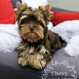 Yorkshire Terrier Puppies from Diamonds & Pearls Yorkshire Terriers