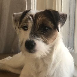 LuLu - Russell Terrier