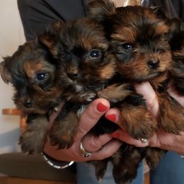 Yorkshire Terriers from Deb's Yorkies
