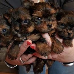 Yorkshire Terriers from Deb's Yorkies