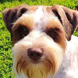 Miniature Schnauzers from Happy Pawz Schnauzers