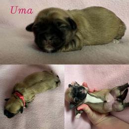 Uma - Cream female Lhasa Apso puppy in Cincinnati, Ohio from Shangri-La Lhasa Apsos