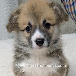 Ginger Red Male - Red and white male Basset Hound puppy in Franklin, Indiana from 4 Sail Quarter Horses and Hounds