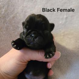 Black Female - Black female Pug puppy in Hannibal, New York from Perfectly Picked Pugs