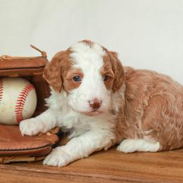 Shorty - Red female Bernedoodle puppy in Jackson, Missouri from Pincksten Family Doodles