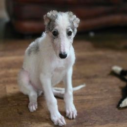 Patience - Silver brindle female Borzoi puppy in Columbia, North Carolina from Muse Borzoi