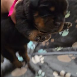 Yellow girl - Black and tan female Rottweiler puppy in Lake City, Florida from Haus Der Wut Kennels