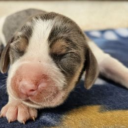 Blue tri male - Blue tan and white male Beagle puppy in Spring Branch, Texas from Lost Trail Kennels