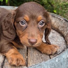 Magnum - Chocolate and tan male Dachshund puppy in Dayton, Ohio from LUXEYPUPS