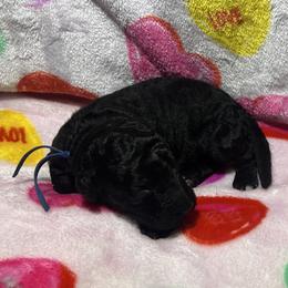 Valentino - Black male Goldendoodle puppy in Simpsonville, South Carolina from D & D Golden Doodles, LLC