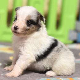 Pixie - Blue merle white and tan female Shetland Sheepdog puppy in Wolcott, Indiana from Southside Shelties