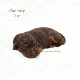 Cadbury - Chocolate male Australian Labradoodle puppy in Hurricane, Utah from Red Desert Doodles
