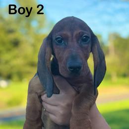 Red Boy 2 - Red male Dachshund puppy in Hickory, Kentucky from NanoDachs